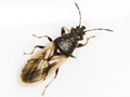 Metopoplax ditomoides